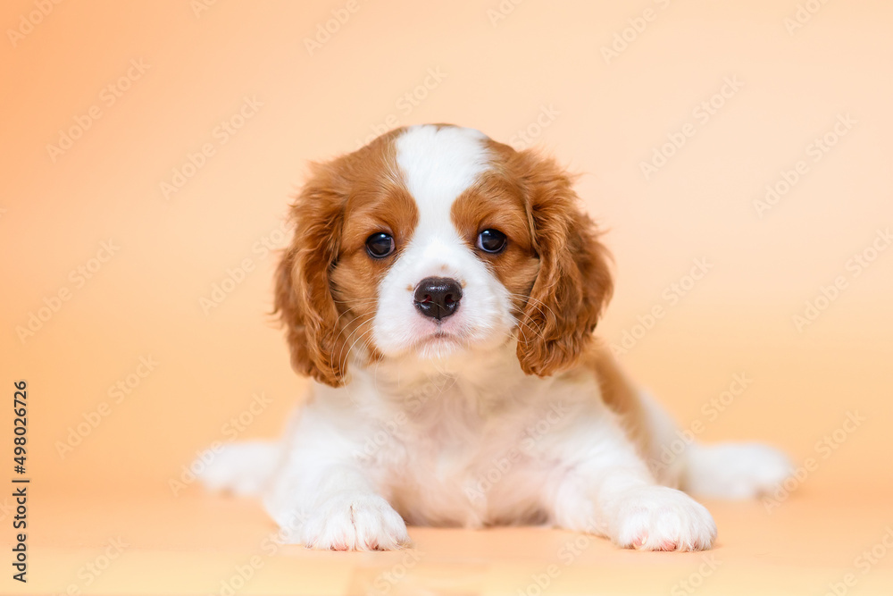 dog puppy two months old cavalier king charles spaniel on a colored background