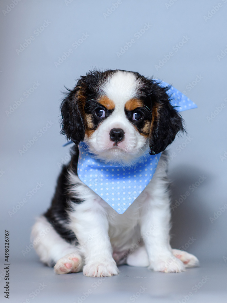 dog puppy two months old cavalier king charles spaniel on a colored background