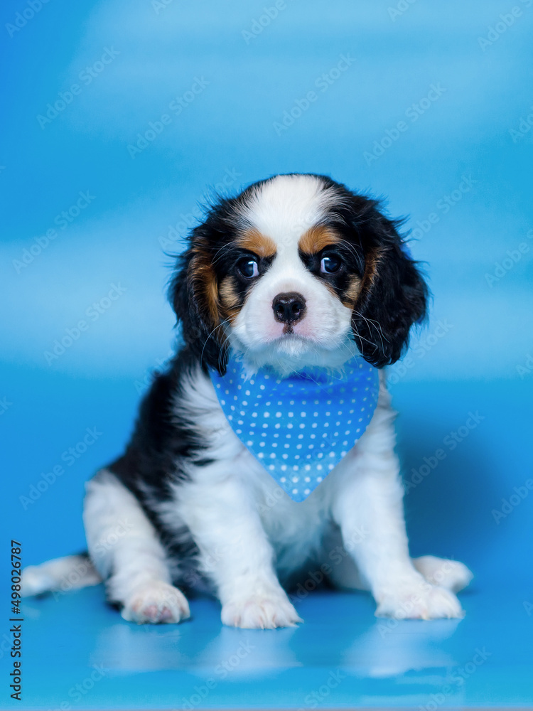 dog puppy two months old cavalier king charles spaniel on a colored background dog puppy two months old cavalier king charles spaniel on a colored background