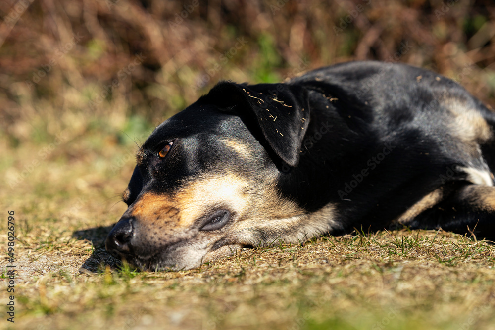 Entspannter Hund