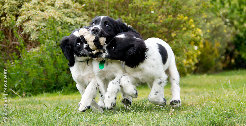 Triple trouble-spaniel puppies all trying to get to carry teddy toy as they play together outdoors, .