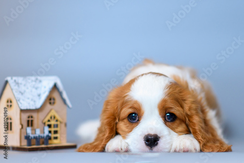 Fotografia dog puppy two months old cavalier king charles spaniel on a colored background
