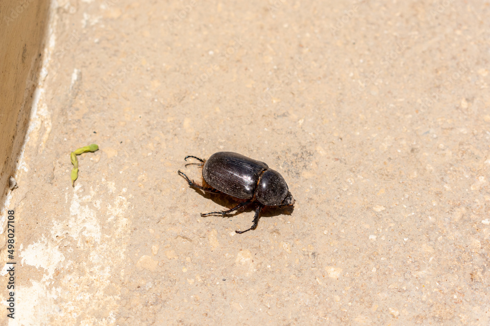 dung beetle ( acatangas ) coleoptera dung beetle ( acatangas ) coleoptera