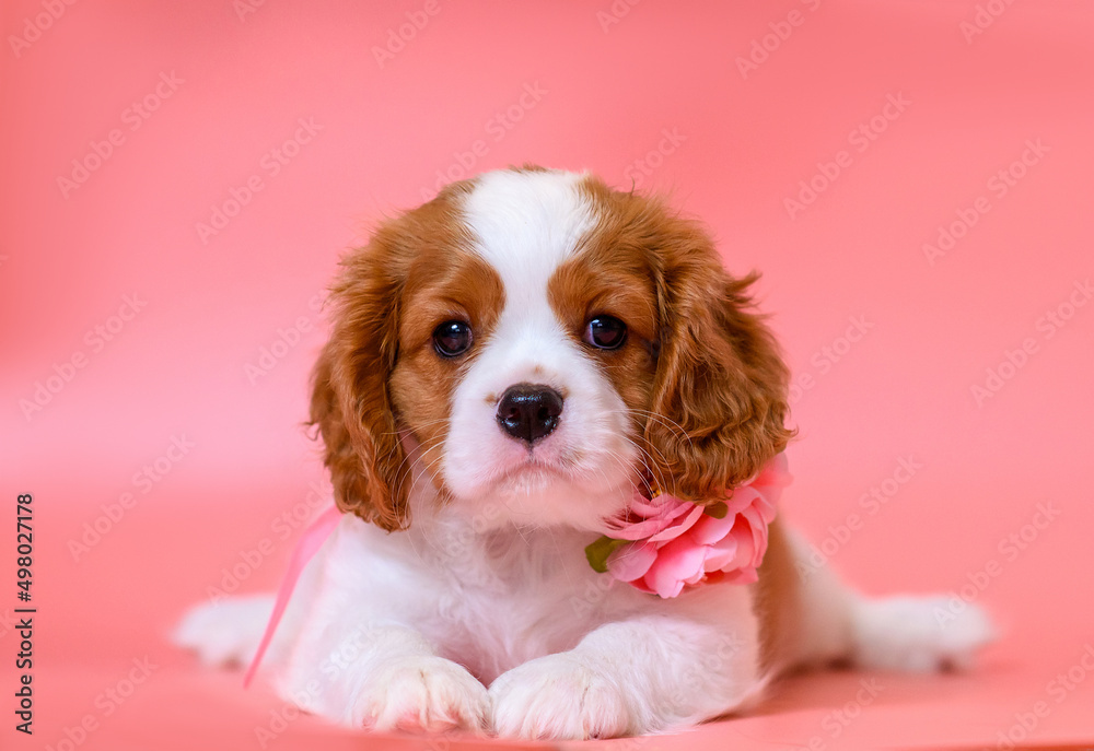 dog puppy two months old cavalier king charles spaniel on a colored background