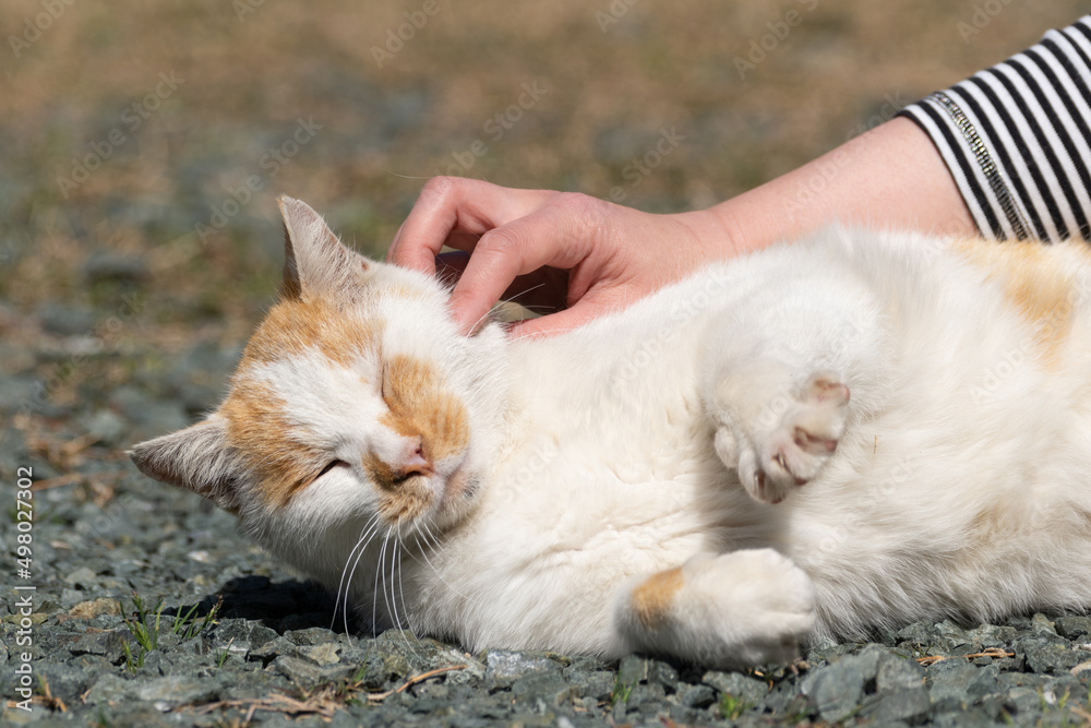 Fototapeta premium 猫が好き 茶白猫