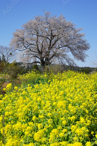里山に咲く菜の花と与市郎桜　里見駅付近