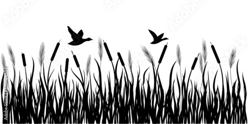 Sedge, reed, cane, bulrush. Ducks are flying. Black silhouette.