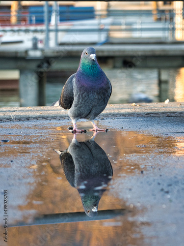Pigeon reflection