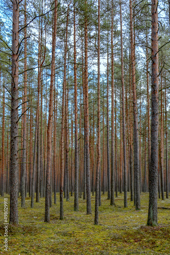 Forest road between pines and firs. Dirty landy nature pathway in green sping woods.