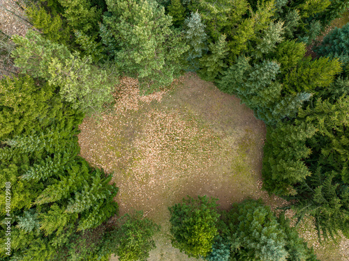 coniferous forest with a hidden clearing