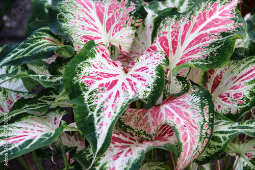 Thai native leaf caladium bicolor leaf (pink white color) bush in  heart shaped patterns with green edge photo