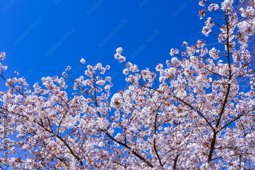 cherry blooming tree. blossoms on spring wtih blue sky