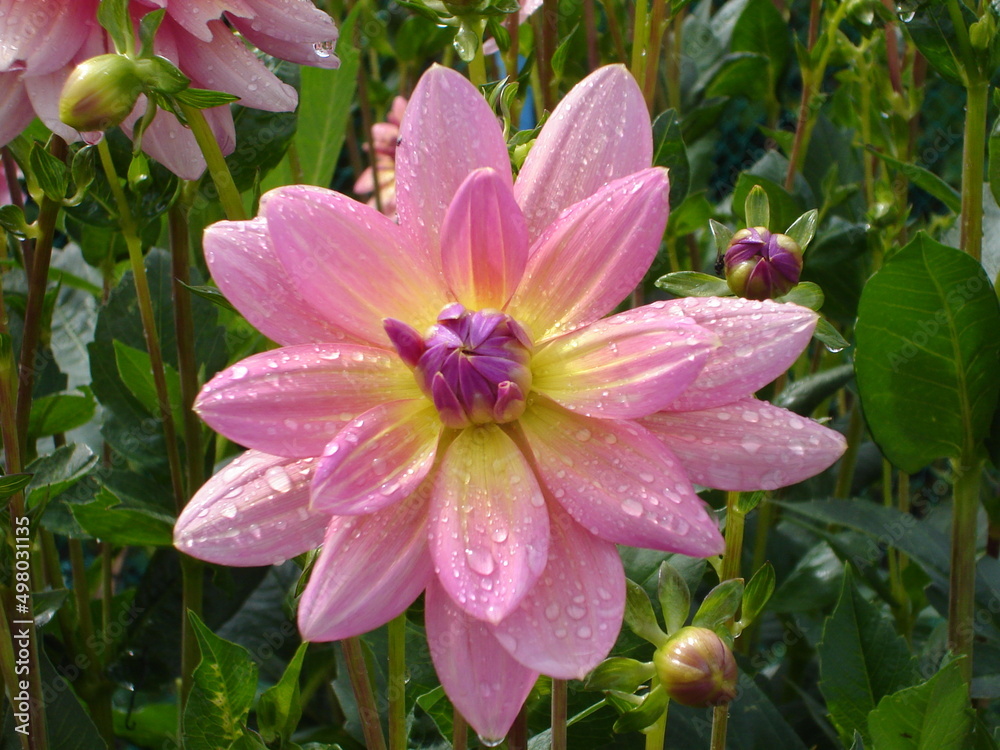 Fototapeta premium Flower after the rain