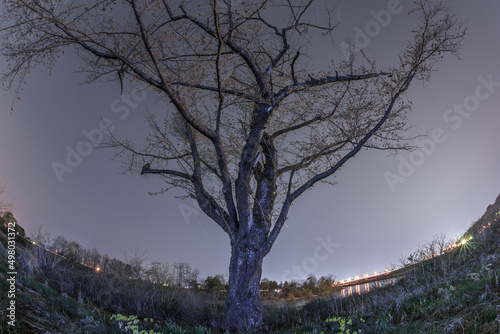 夜桜