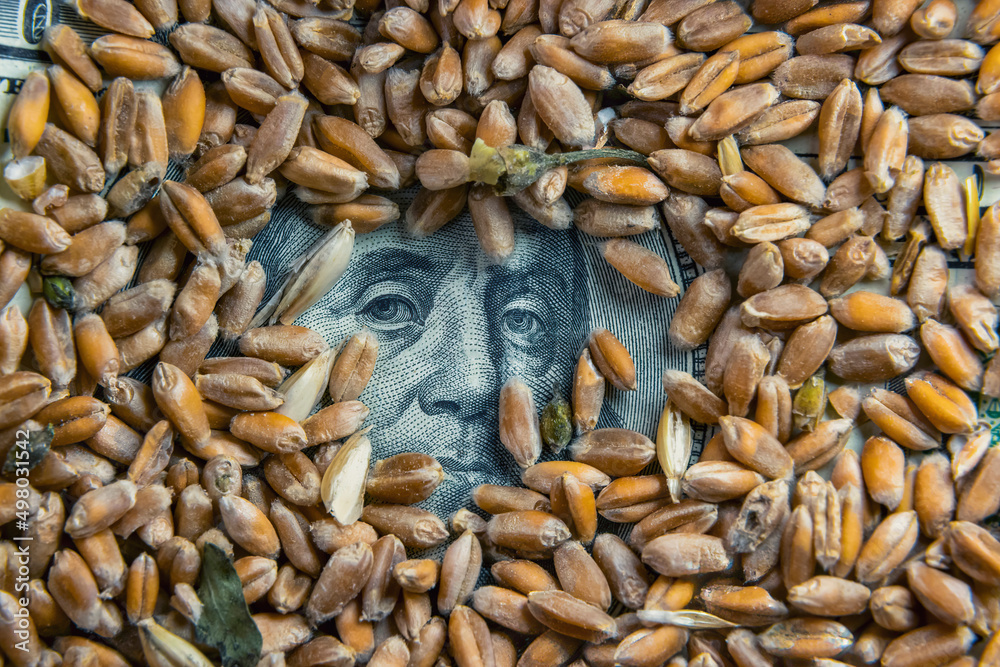 100 dollar bill covered with wheat grain, among which you can see a portrait of Benjamin Franklin 100 dollar bill covered with wheat grain, among which you can see a portrait of Benjamin Franklin