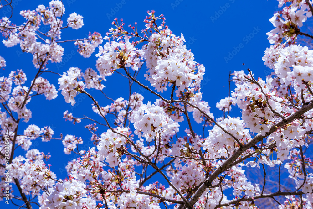 cherry blooming tree. blossoms on spring wtih blue sky