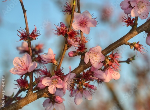 peach blossom