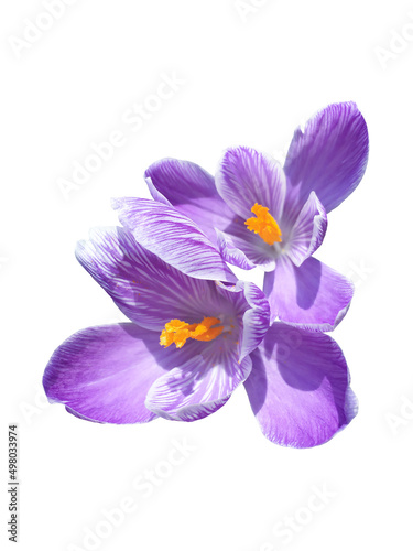Fototapeta Naklejka Na Ścianę i Meble -  Frame of violet spring flowers crocus isolated on white background.