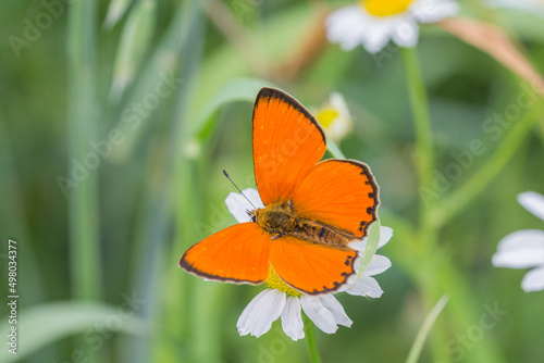 Motyl czerwończyk nieparek na kwiecistej łące