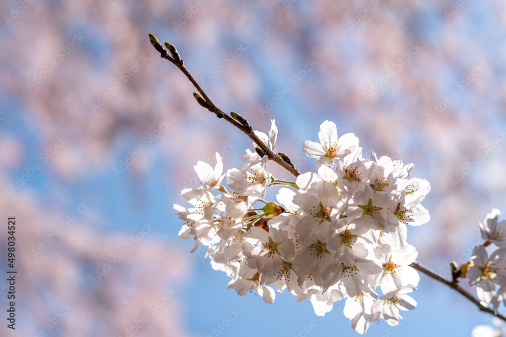 春の桜