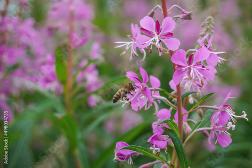 Bee works on the pink purple Fireweed flower. Great rosebay willowherb, bombweed photo