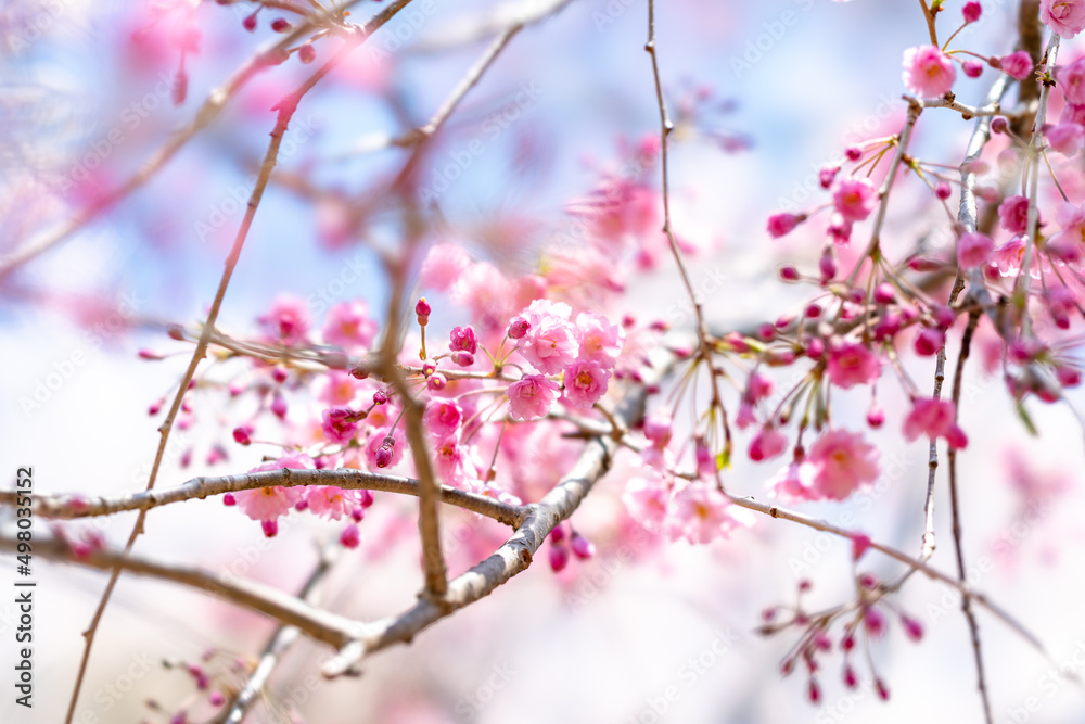 Obraz premium 春の桜