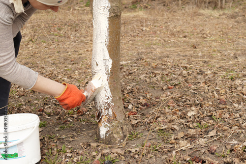 Girl whitewashing a tree trunk in a spring garden. Whitewash of spring trees, protection from insects and pests.