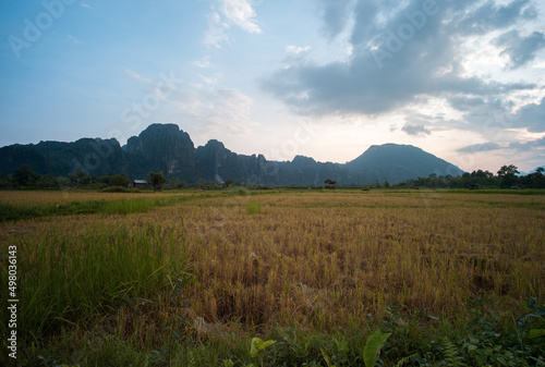 Rice field at Vang Vieng  Central Laos