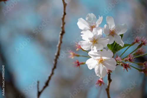桜と枝と… © 　Coro