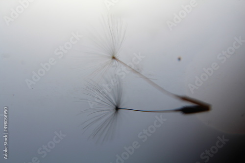 reflet, ombre, légèreté, délicatesse, finesse, douceur, duveteux, fond d'écran, nature, macro, gros plan, conception,  animal,   illustration