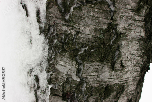 tree bark covered with snow