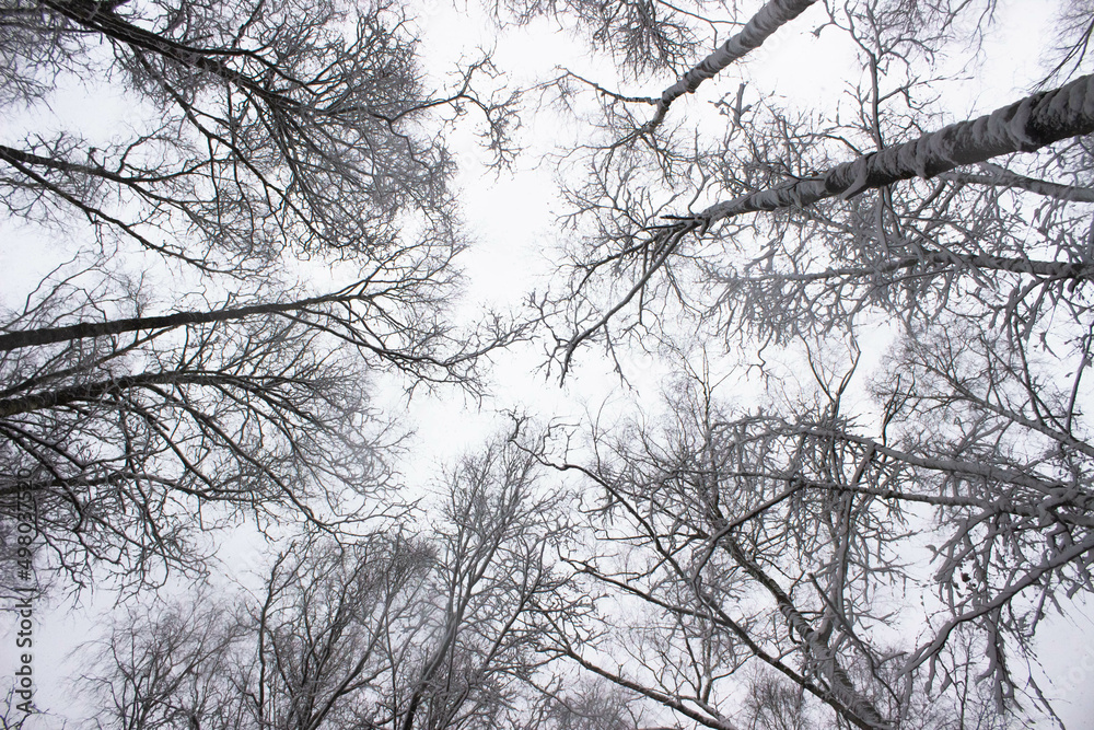 Tree branches covered with snow in winter forest