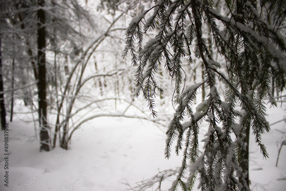 Tree branches covered with snow in winter forest Tree branches covered with snow in winter forest
