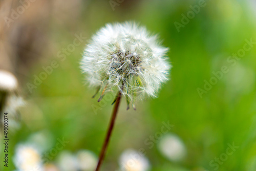 Soffione primaverile  Taraxacum officinale 