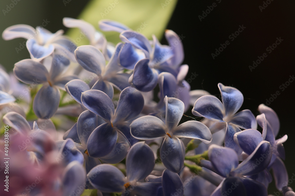 background pink flowers lilac, spring season romantic background pink flowers lilac, spring season romantic