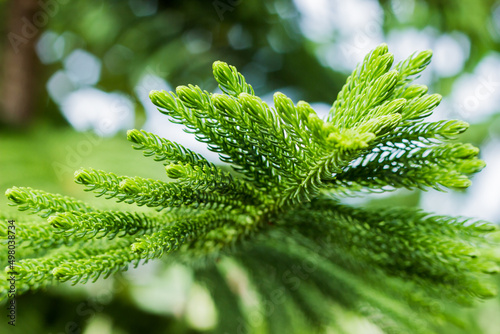 Araucaria heterophylla