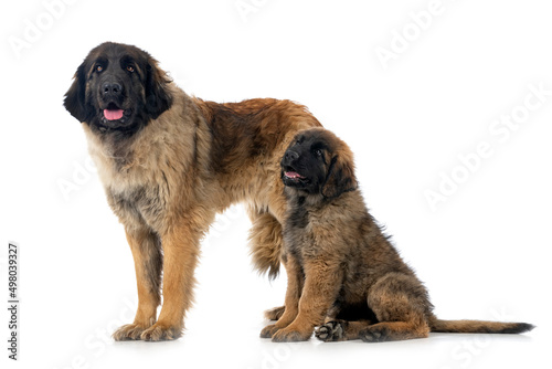 young Leonbergers in studio