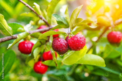 Fresh organic acerola cherries Thai fruit or acerola cherry on a tree with water droplets. photo