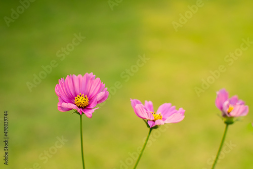 Pink cosmos flower  Cosmos Bipinnatus  with blurred background soft focus