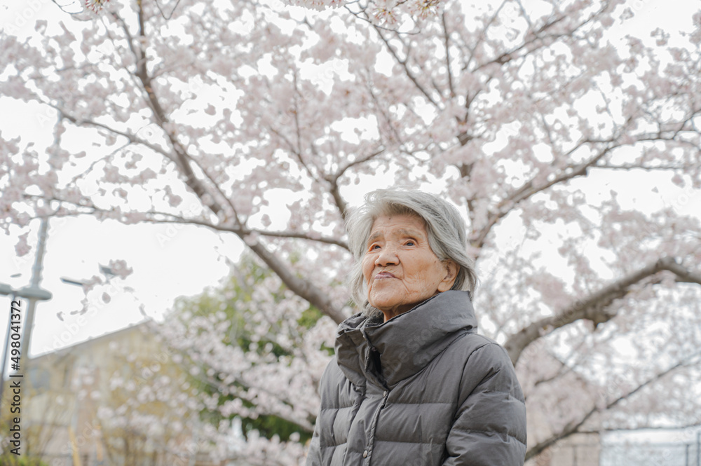 高齢者と桜イメージ 高齢者と桜イメージ