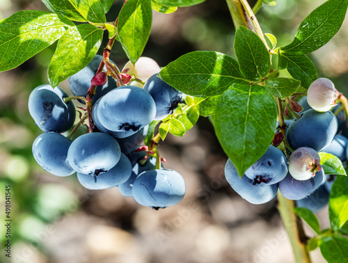 Obraz na plátně Ripe blueberries (bilberry) on a blueberry bush on a nature background