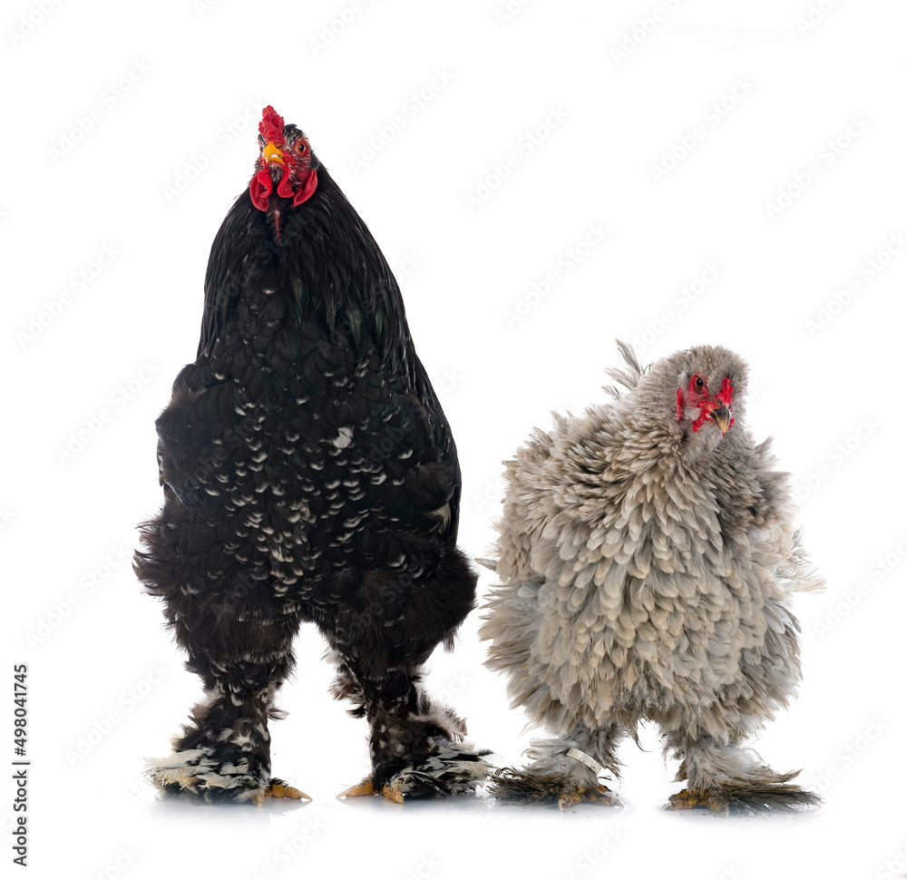 Foto brahma chicken in studio