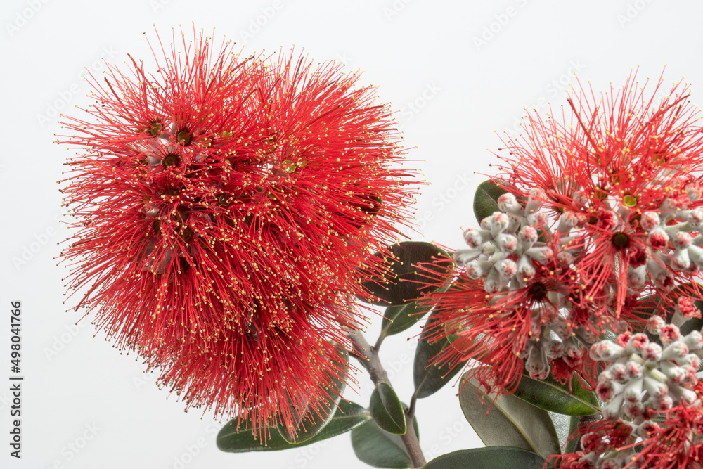 Φωτογραφία Vibrant red flowers of New Zealand's native Pohutukawa tree