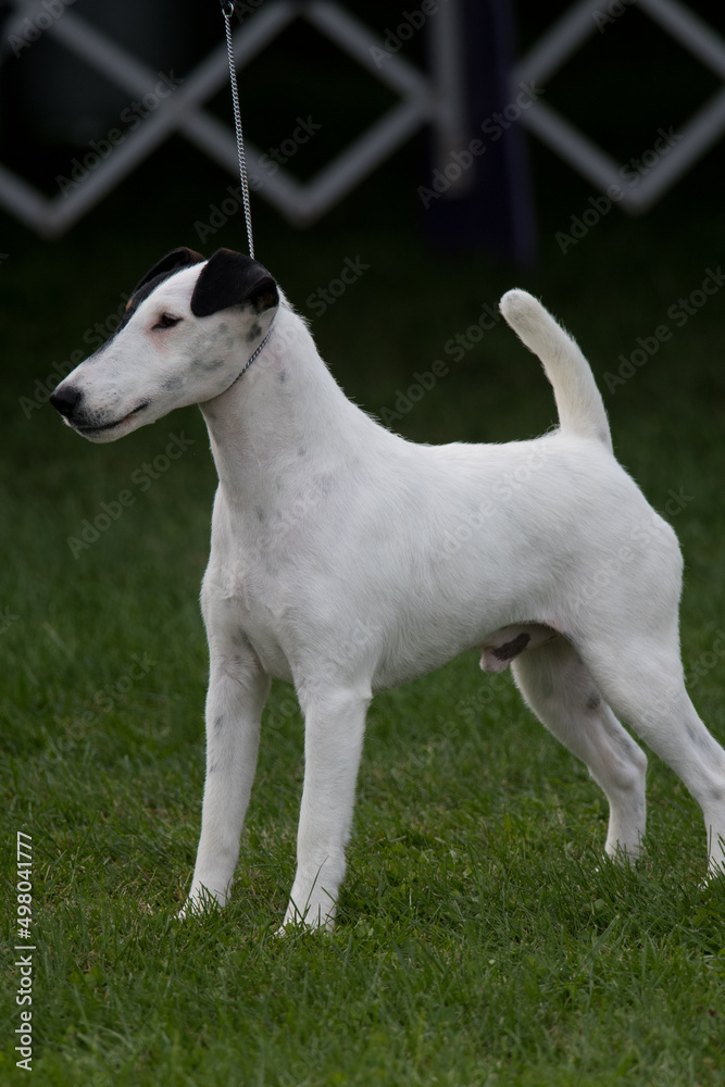 Smooth Fox Terrier standing in profile