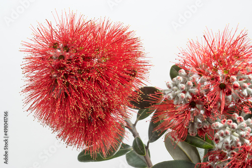 Vibrant red flowers of New Zealand's native Pohutukawa tree. Metrosideros excelsa is a member of the myrtle family and flowers over the summer providing a source of nectar for birds and insects. photo
