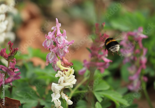 A bumblebee in the genus Bombus on the flowers of Corydalis cava photo
