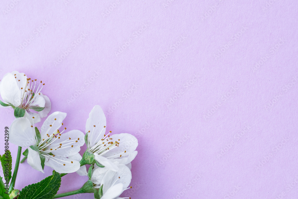 Violet paper blank and flowers of cherry tree on it. Violet paper blank and flowers of cherry tree on it.