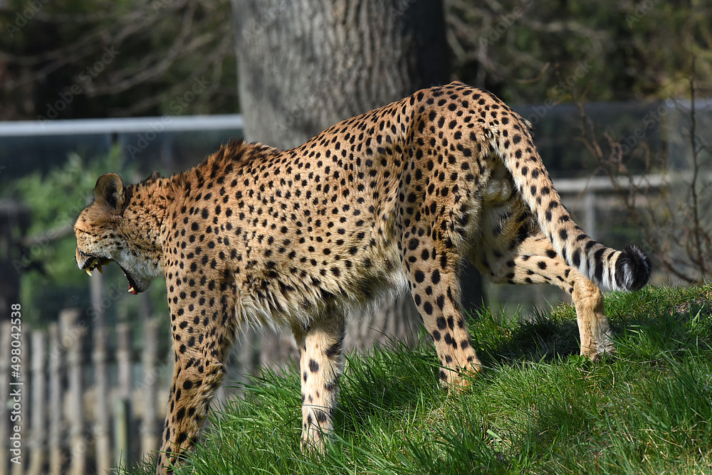 Fototapeta premium junger Gepard