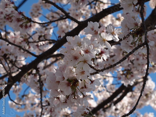 桜 © 朧月 
