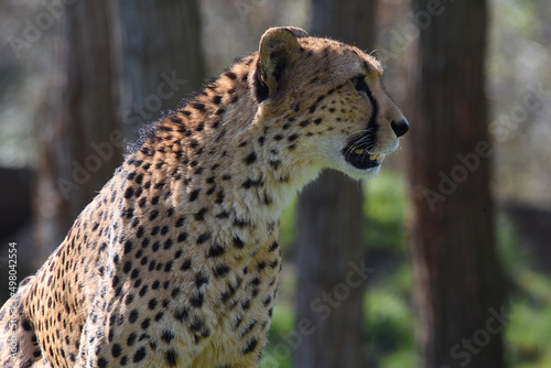 junger Gepard photo